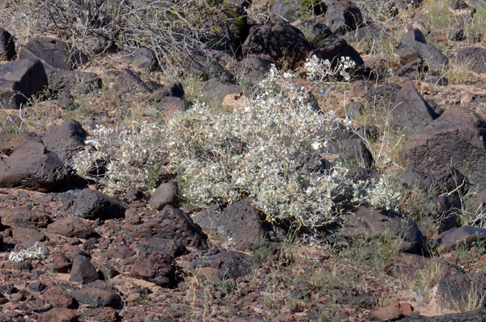 Desertholly is a drought tolerant warm desert shrub that may exist for years under extreme weather conditions. Atriplex hymenelytra